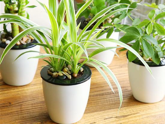 家庭新房除甲醛植物哪些比较靠谱？