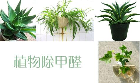 新房快速除甲醛方法 怎么彻底去除甲醛