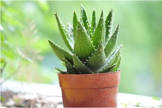 植物除甲醛有效吗？
