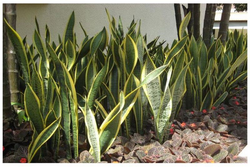 虎皮兰除甲醛 虎皮兰除甲醛