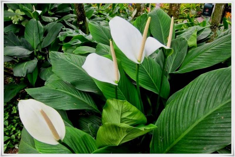 白鹤芋除甲醛 白鹤芋除甲醛