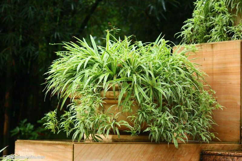 吊兰除甲醛 吊兰除甲醛