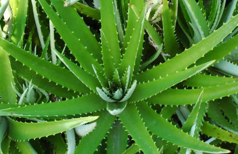 芦荟除甲醛 芦荟除甲醛